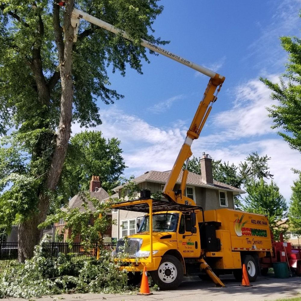 Professional tree care services for residential properties in Westminster CO by Longs Peak Tree Service