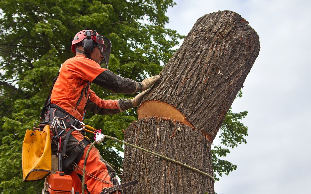 Local neighborhoods and landmarks served by Longs Peak Tree Service in Westminster CO