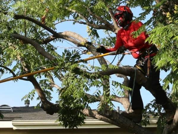 A falling tree branch on a commercial property in Longmont