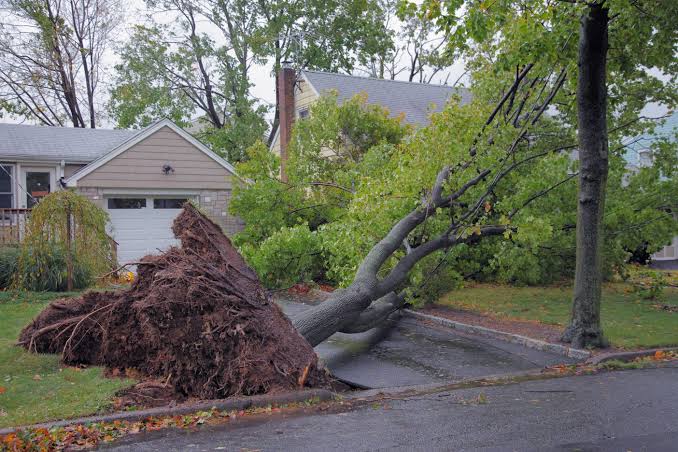 Emergency tree service is the rapid response removal of trees, debris that present an immediate safety hazard