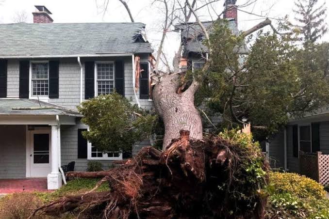 A partially suspended tree is more dangerous than a fully fallen one