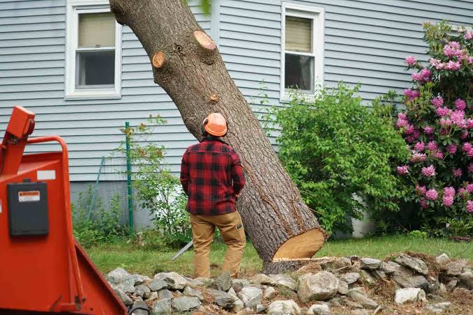 Longs Peak Tree Service for Tree Removal