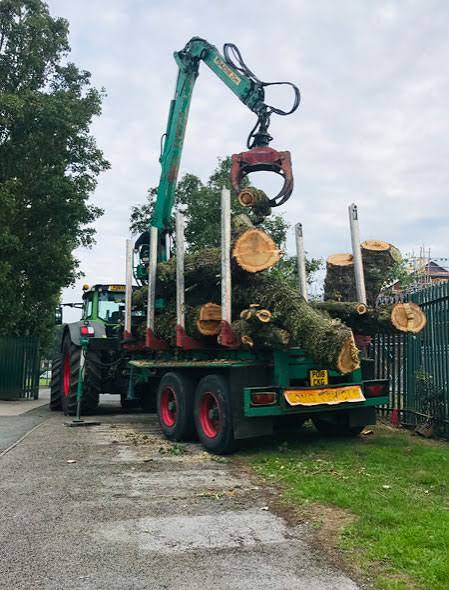 Our Commercial Tree Service Works in Longmont CO
