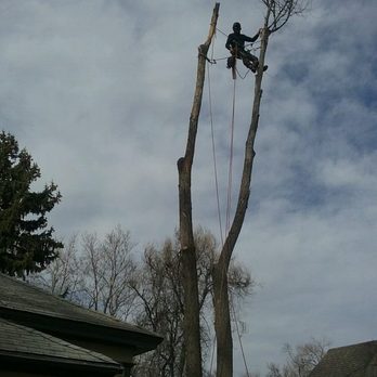 Our Stump Grinding Service Works in Longmont CO