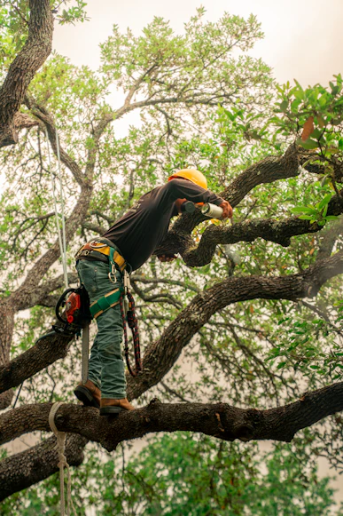 Tree Trimming Service Works in Longmont CO