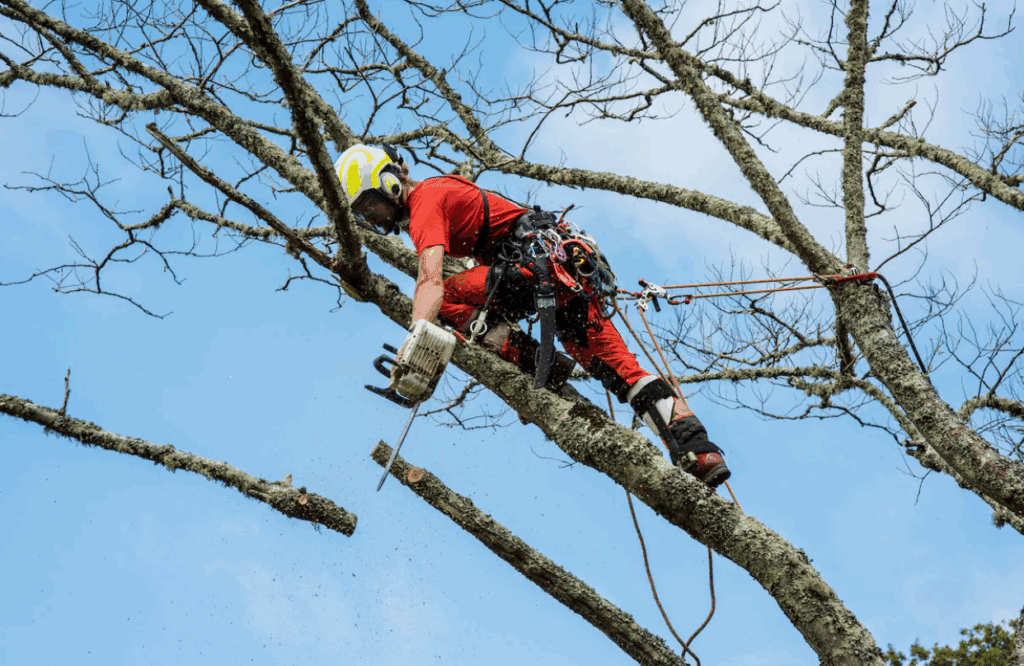 Residential home with healthy mature trees maintained by Longs Peak Tree Service in Longmont