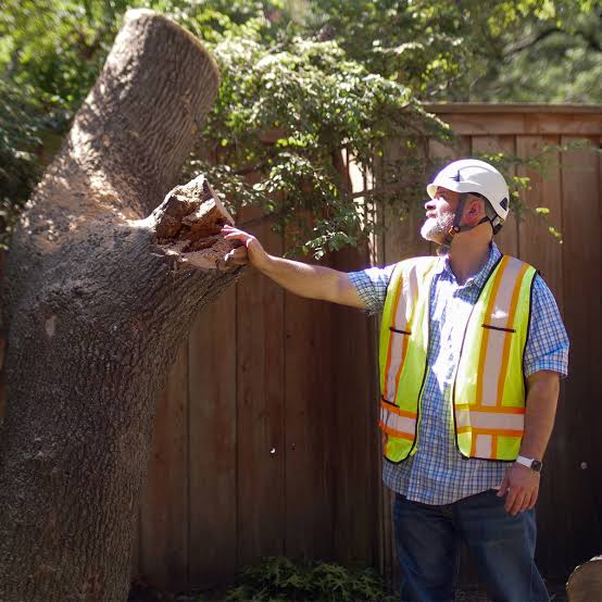 Tree Removal Done Wrong Creates More Problems Than It Solves