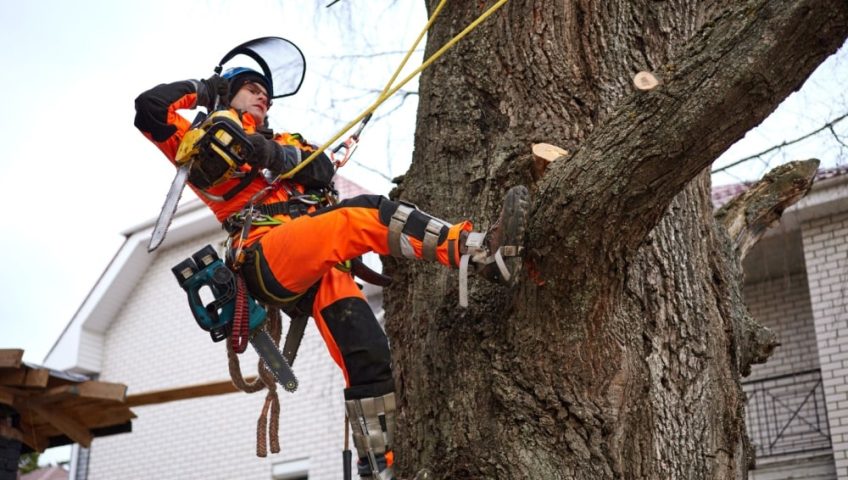 Tree Removal Done Wrong Creates More Problems 