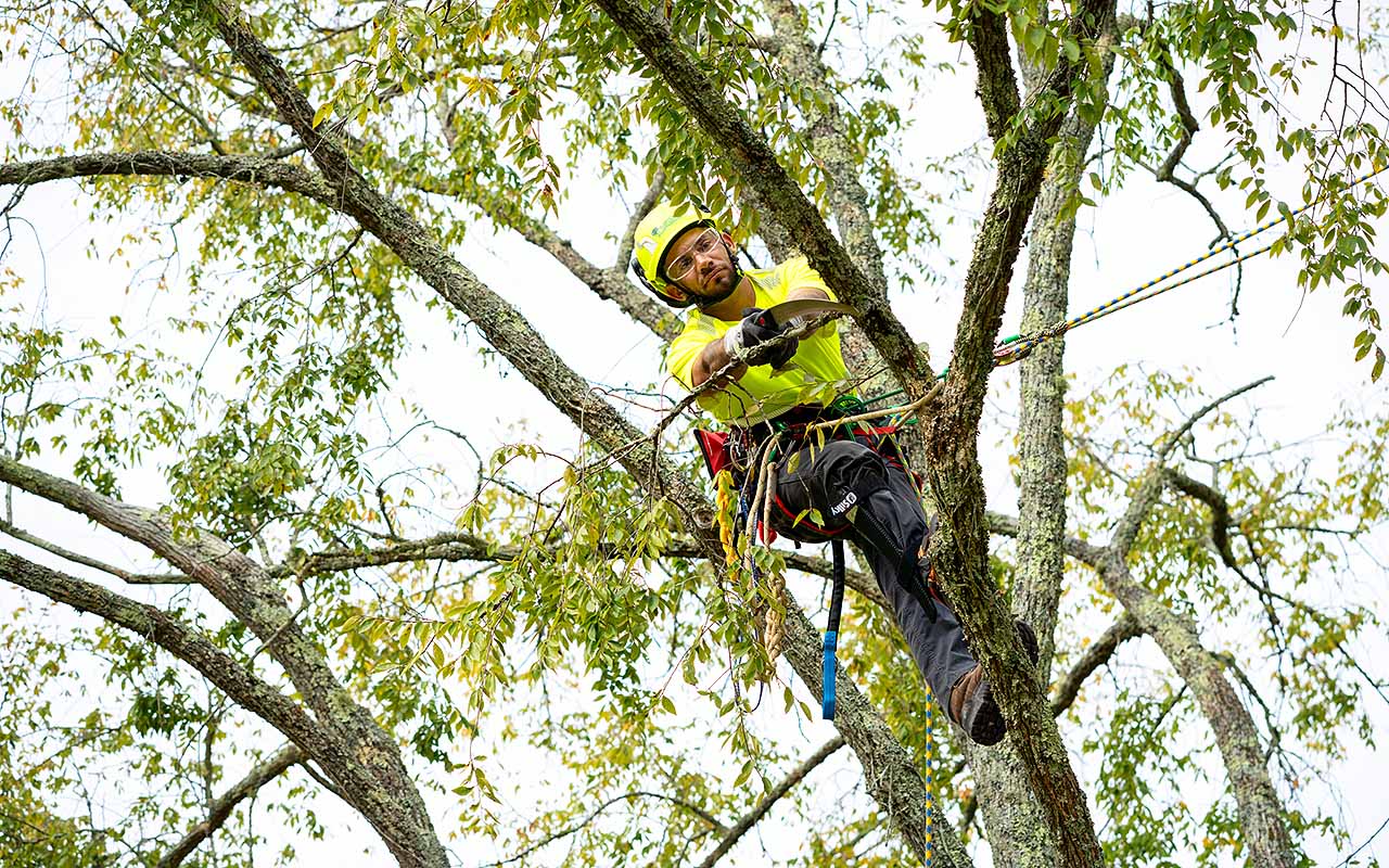Certified arborist performing tree care services in Boulder Colorado