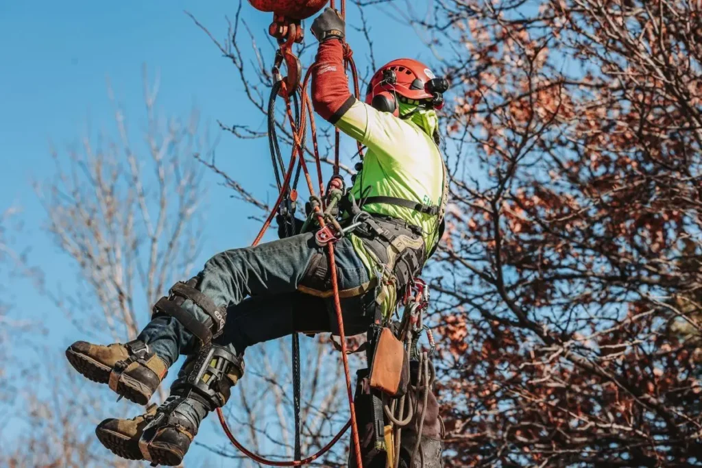 Certified arborist performing professional tree care using climbing equipment in Broomfield Colorado
