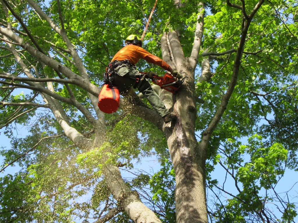 Certified arborist performing professional tree pruning on a mature tree in Erie Colorado