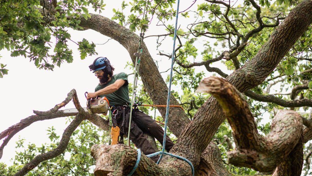 Certified arborist performing professional tree pruning on a mature tree in Lafayette Colorado