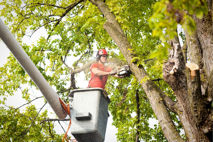ISA certified arborist trimming a mature tree with a bucket truck during professional tree service in Windsor, Colorado