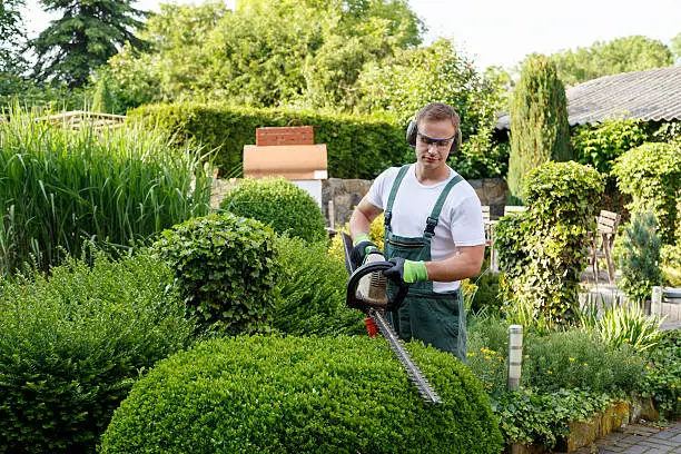 ISA certified arborist is the qualified professional who provides these services. 
