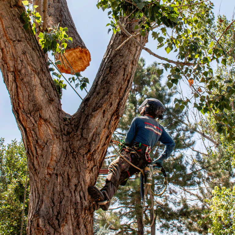 Certified arborist performing professional tree pruning on a mature tree in Boulder Colorado