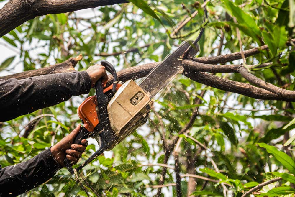 Professional arborist pruning tree branches with a chainsaw during tree maintenance in Loveland, Colorado