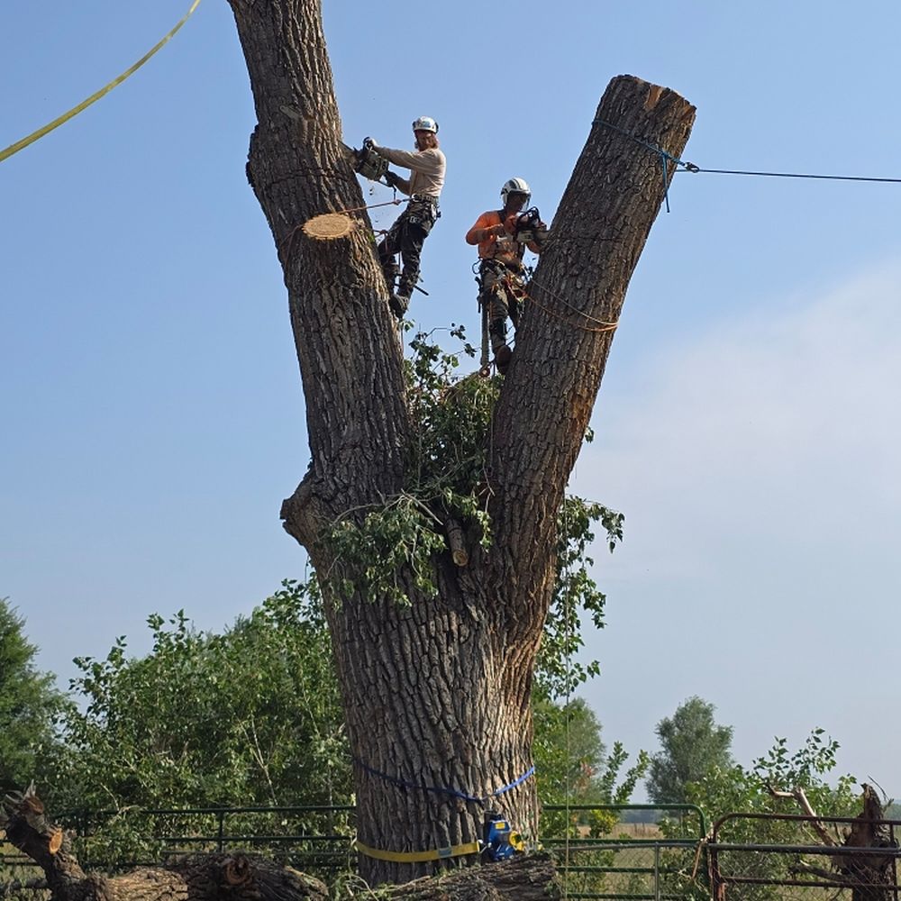 Professional arborists performing controlled tree removal on a mature tree in Broomfield Colorado