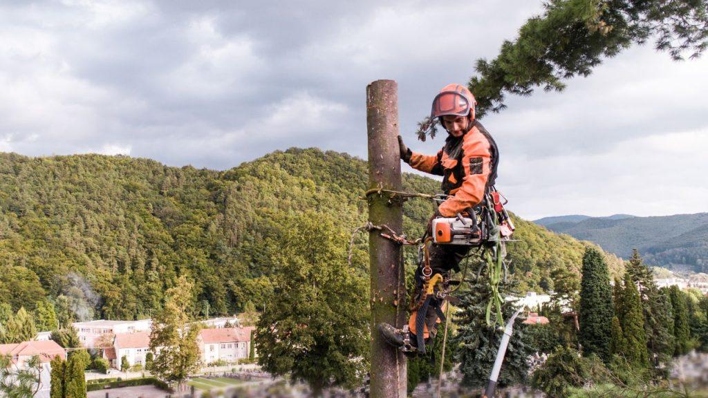 Certified arborist removing a mature tree in Lafayette Colorado