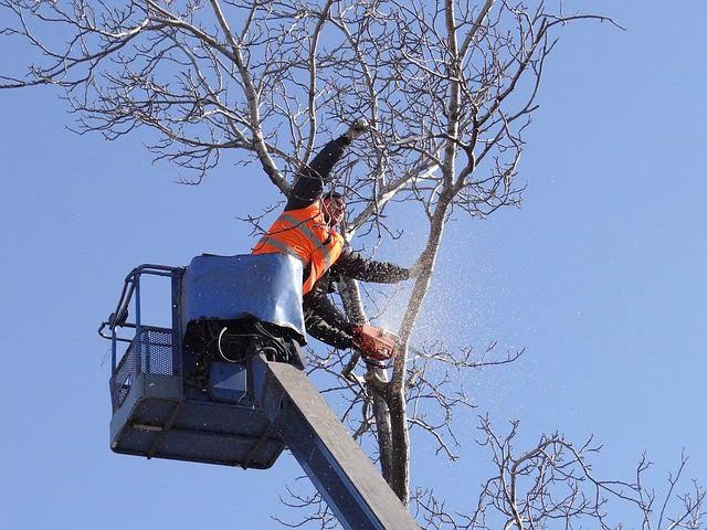 After professional tree removal service in Longmont CO showing open landscape