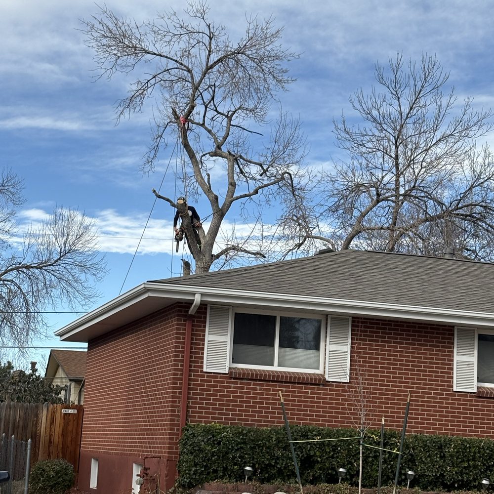 Certified arborist performing tree removal on a mature residential tree in Louisville Colorado