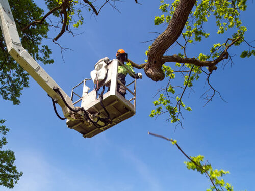 Professional arborist trimming a large tree with a bucket truck in Windsor, Colorado