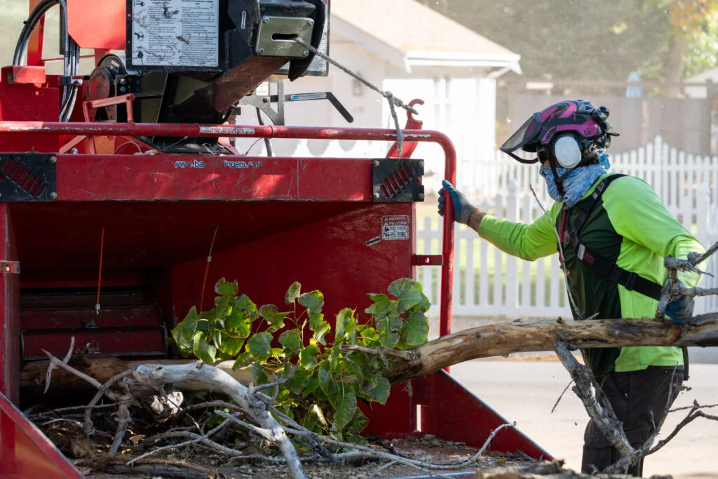 Professional tree service crew removing tree branches in Thornton Colorado