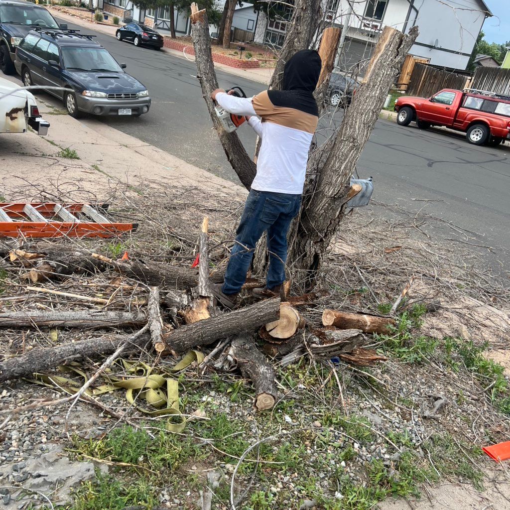 Professional tree trimming service at a residential property in Thornton Colorado