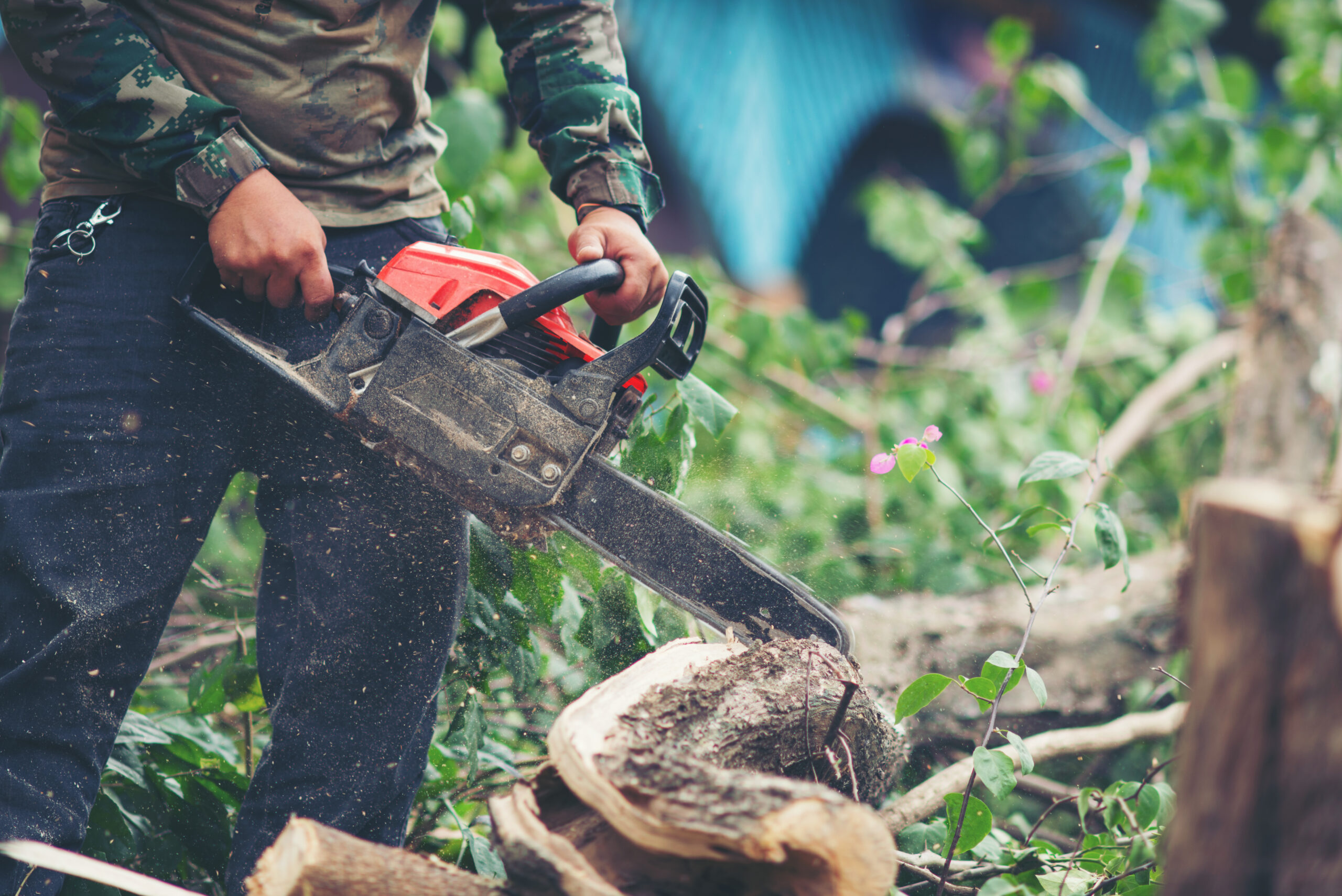  Property sellers who need to address stumps before listing a home