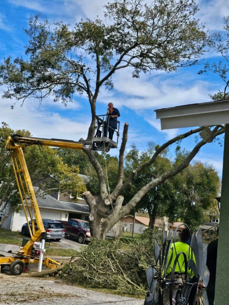 Tree Removal Service Works in Longmont CO