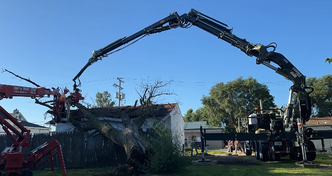 ISA certified tree assessment and trunk inspection