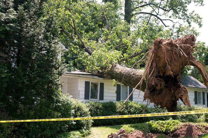 Warning Signs That a Tree Is About to Fail in Longmont