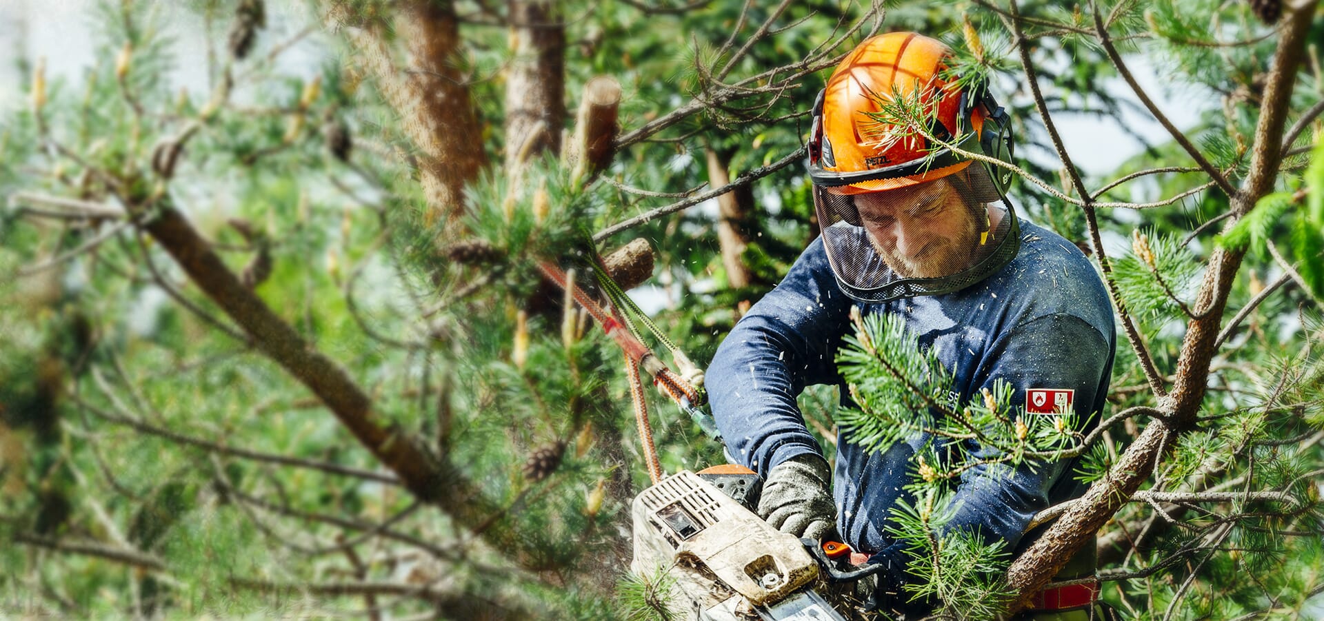 Before professional tree pruning and extraction in Longmont CO